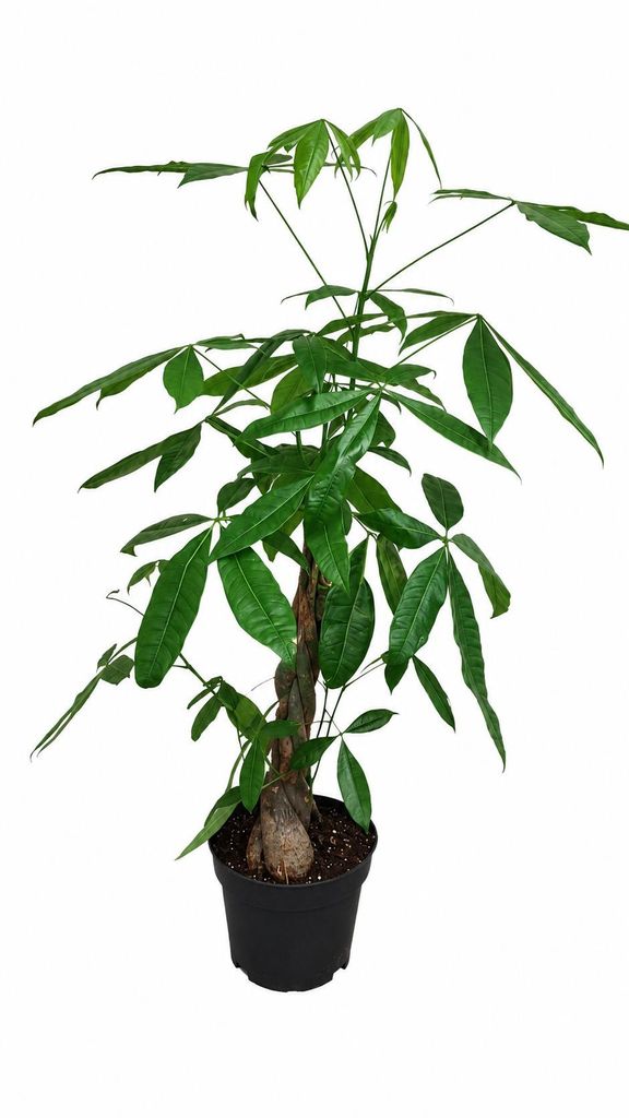 Pachira aquatica 100-120 cm – Glückskastanie Zimmerpflanze Produktbild 