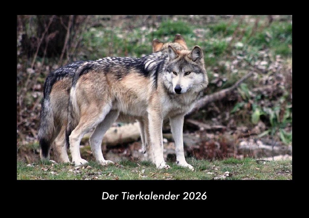 Der Tierkalender 2026 Fotokalender - Querformat DIN A3, Monatskalender mit Bild-Motiven von Haustieren, Bauernhof, wilden Tieren und Raubtieren