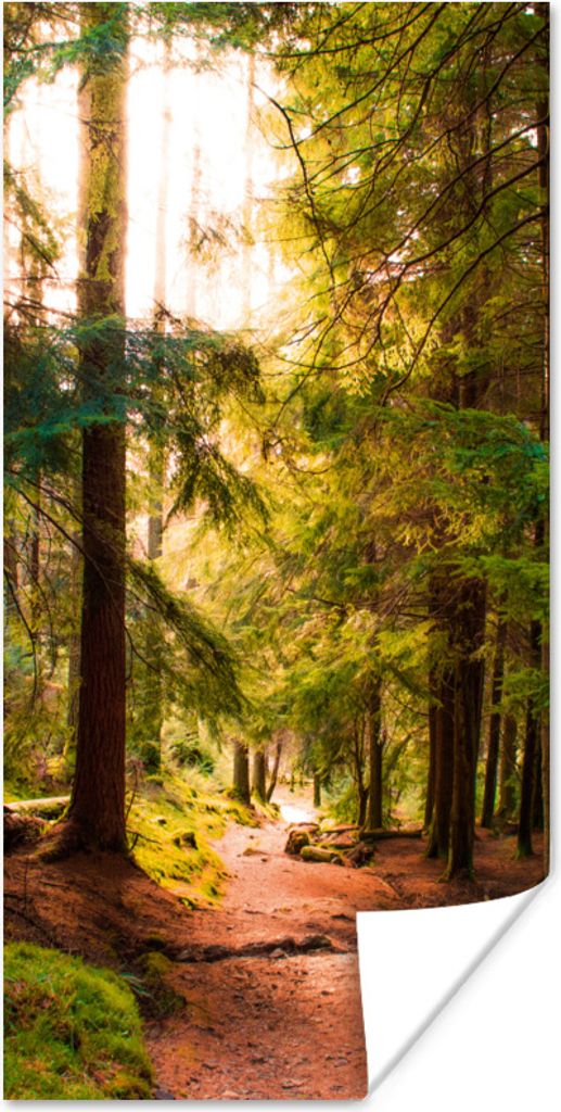 MuchoWow Poster Wald - Weg - Bäume - Grün - Sonne - Natur 20x40 cm - Plakat - Foto