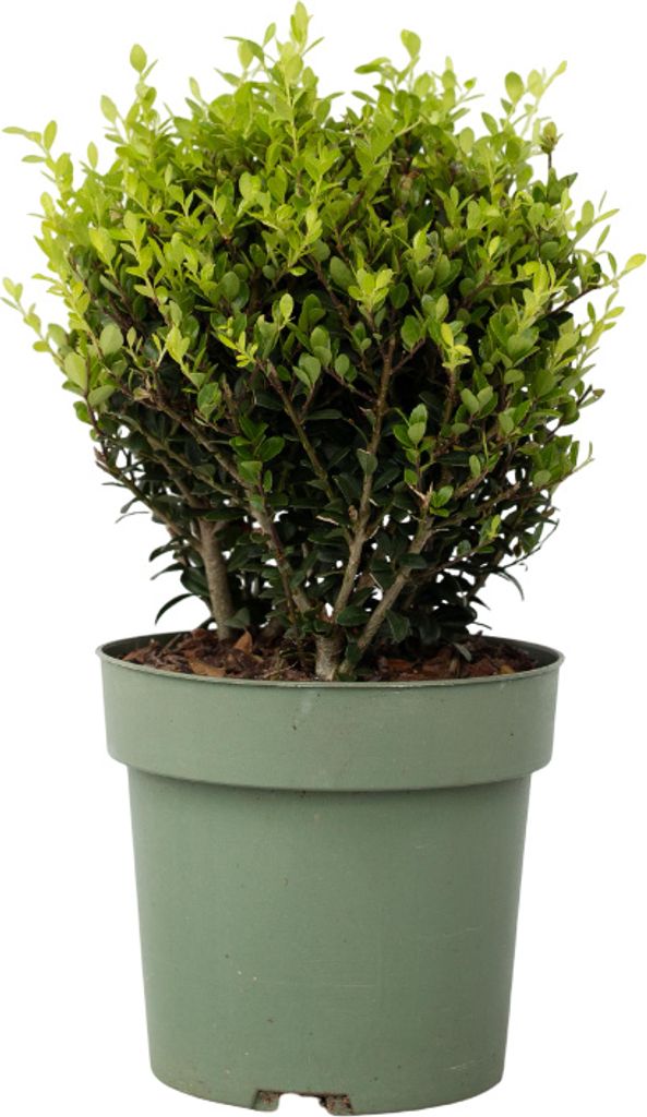Cezmína vrúbkovaná - Ilex crenata 'Jenny' - Výška 30-40cm - Obrázok produktu