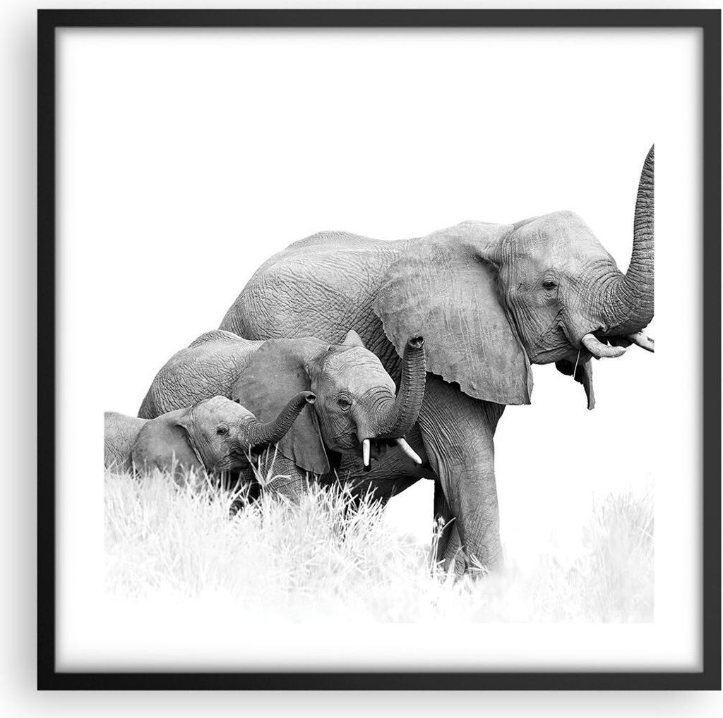 Gerahmtes Poster - Schwarzer Rahmen - Elefanten Familie Schwarz und Weiß - 50x50 cm - Wand Bild - Wanddeko - Wandbilder - Kunstposter - Wandposter...
