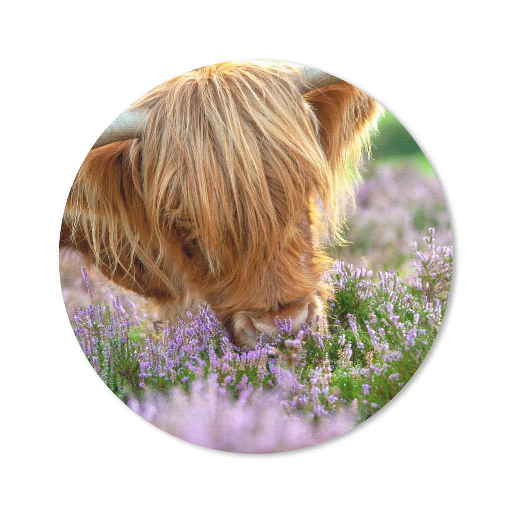 MuchoWow Mauspad Mousepad Schottische Highlander - Gras - Heidekraut - Tiere 40x40 cm - Mousepads - Maus Mat - Pad - Mausunterlage - Schreibtisch...