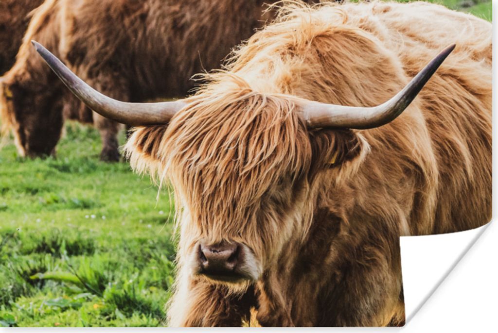 MuchoWow Poster Schottische Highlander - Tiere - Gras 90x60 cm - Schlafzimmer