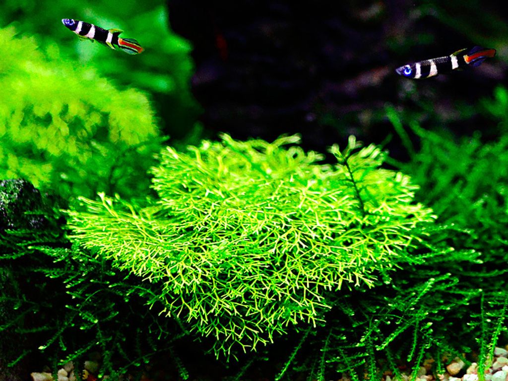 Aquarium Pflanze Moos Riccia fluitans Tropica Nr.001 TC in Vitro 1-2 Grow