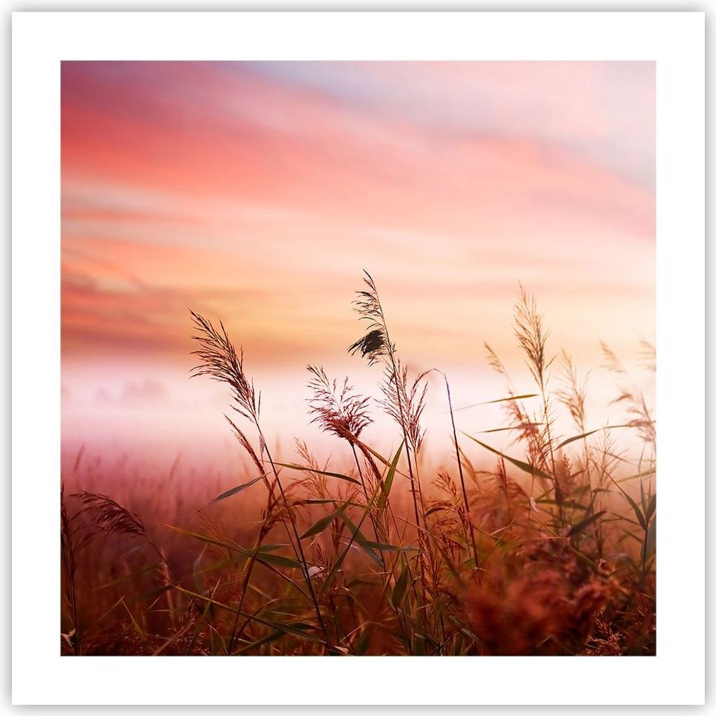 Poster - Poster ohne Rahmen - Wiese Getreide Natur - 50x50 cm - Wand Bild - Wanddeko - Wandbilder - Kunstposter - Wandposter - Bilder - Kunstdruck ...