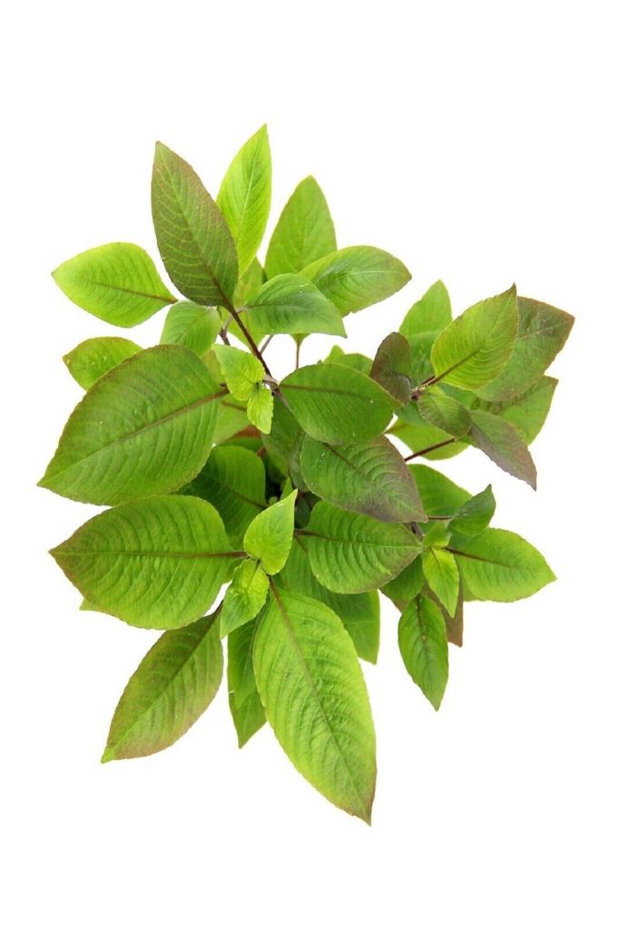 Kirschblatt Wasserfreund Hygrophila corymbosa Produktbild 