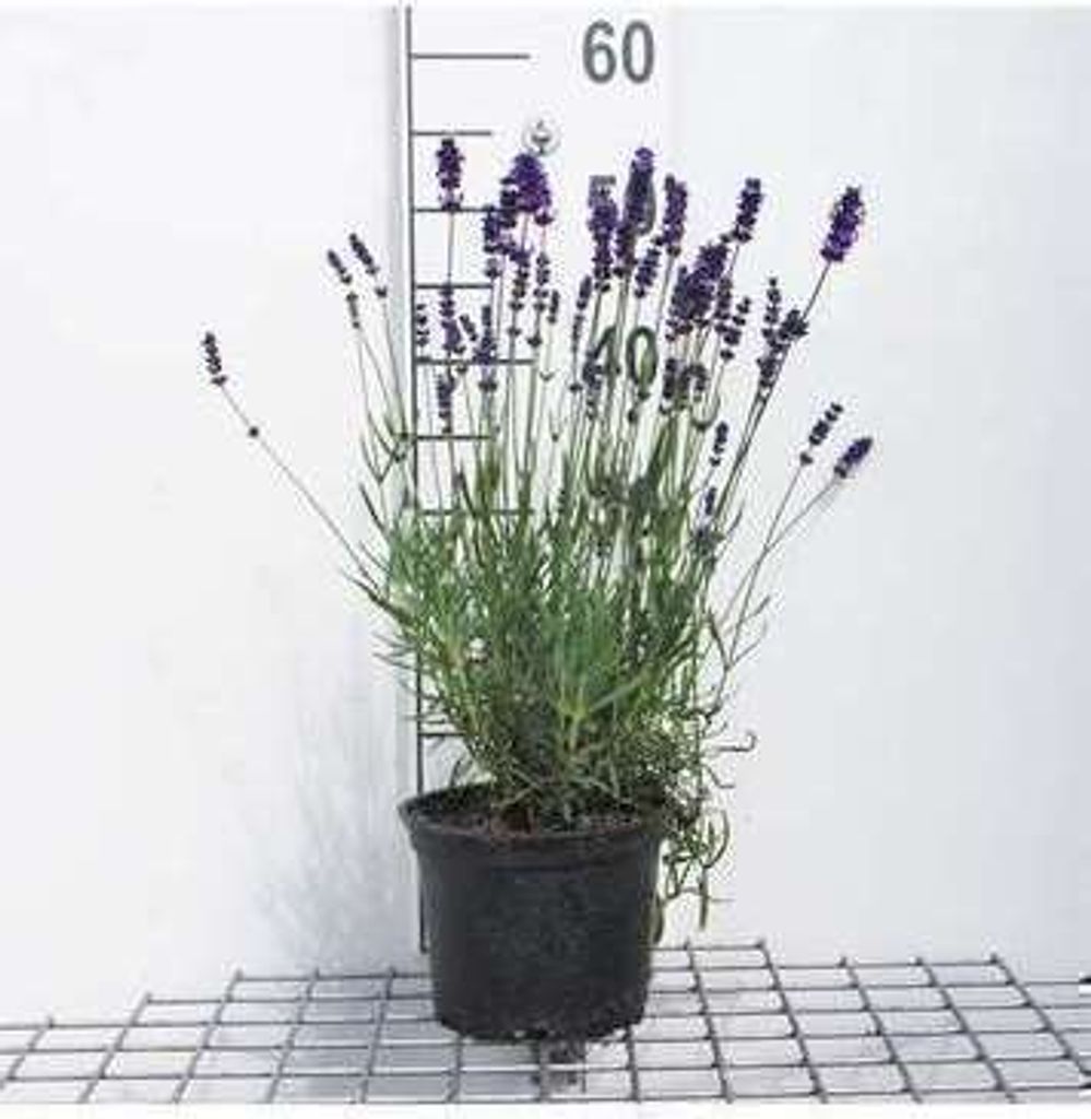 Lavandula angustifolia 'Hidcote' - Lavendel - Pot van 3 Productafbeelding 