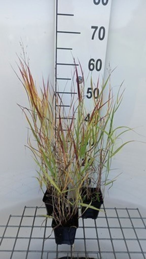 6 x Panicum virg. 'Shenandoah' - Ruten Hirse - Topf 9 x 9 cm