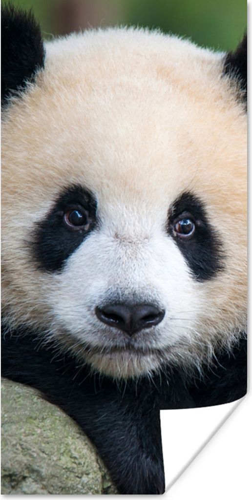 MuchoWow Poster Panda - Wildtiere - Porträt - Stein 80x160 cm - Kinderzimmer
