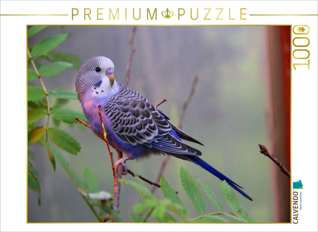 CALVENDO Puzzle Ein Motiv aus dem Kalender Wellis - Mein Freund der Wellensittich | 1000 Teile Lege-Größe 64x48cm Foto-Puzzle für glückliche St...