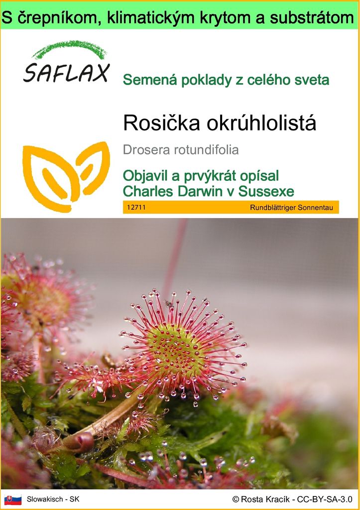 SAFLAX Garden to go - Rosička okrúhlolistá - Drosera Obrázok produktu 
