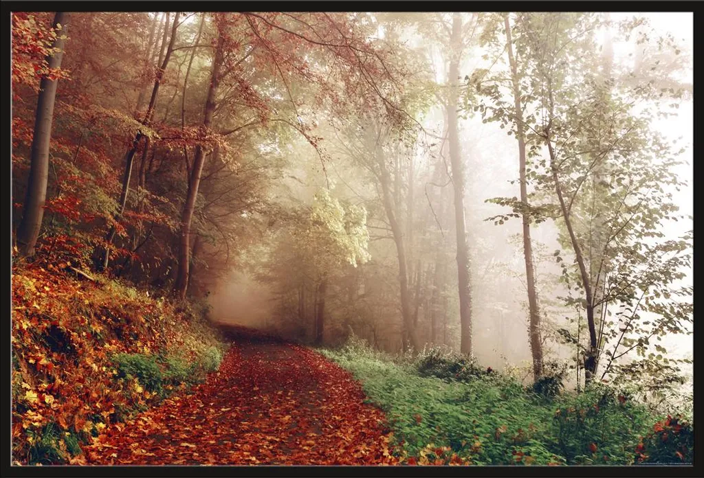 Affiche Forêt Automne sous Vitre Acrylique et Cadre Shinsuke® Noir