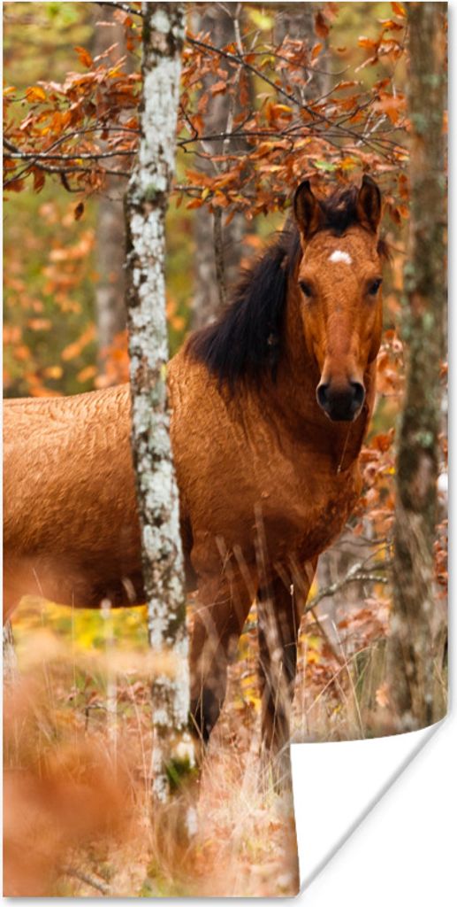 MuchoWow Poster Pferd - Wald - Herbst 20x40 cm - Plakat - Foto