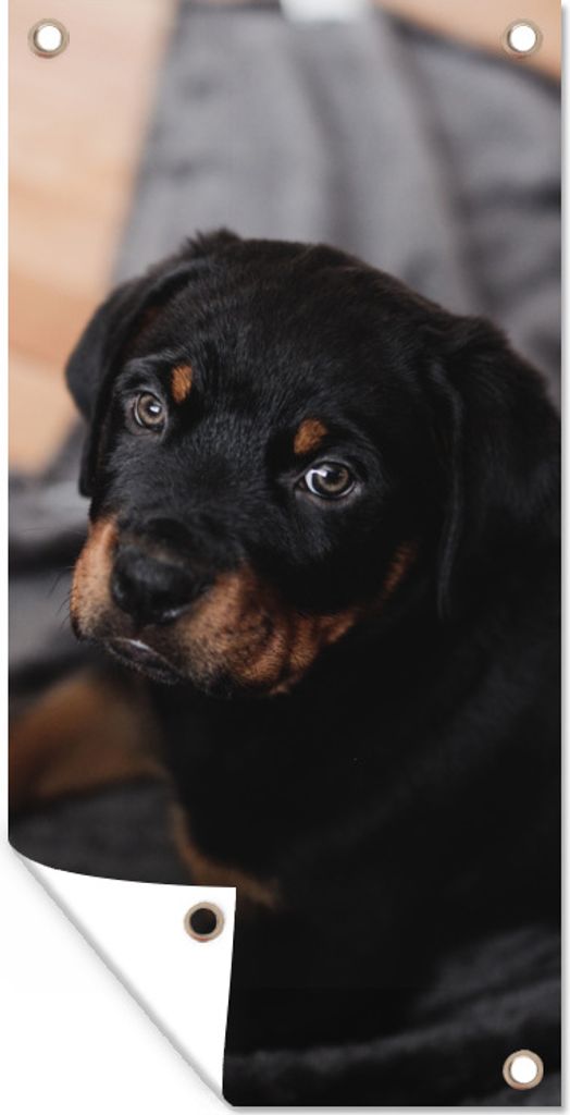 MuchoWow 80x160 cm Outdoor-Poster Gartendeko Sichtschutz Garten Poster für den Garten Ein Rottweiler-Welpe auf einem schwarzen Teppich