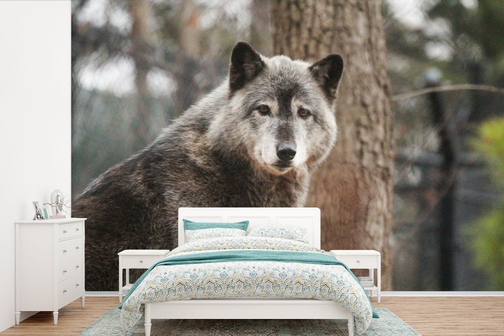 MuchoWow Fototapete für Wohnzimmer oder Schlafzimmer Wandtapete Vinyl Motivtapete Wolf - Wald - Baum - 525x350 cm - Das Hintergrundbild