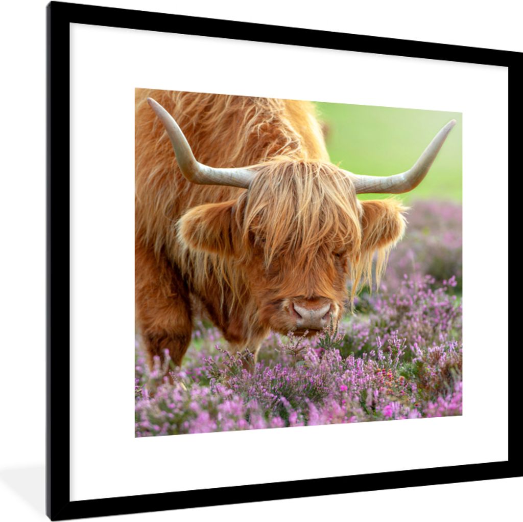 MuchoWow Gerahmtes Poster Schottischer Highlander - Lila - Blumen 40x40 cm - Poster mit Schwarzem Bilderrahmen Wandposter Rahmen Foto Bilder - Po...