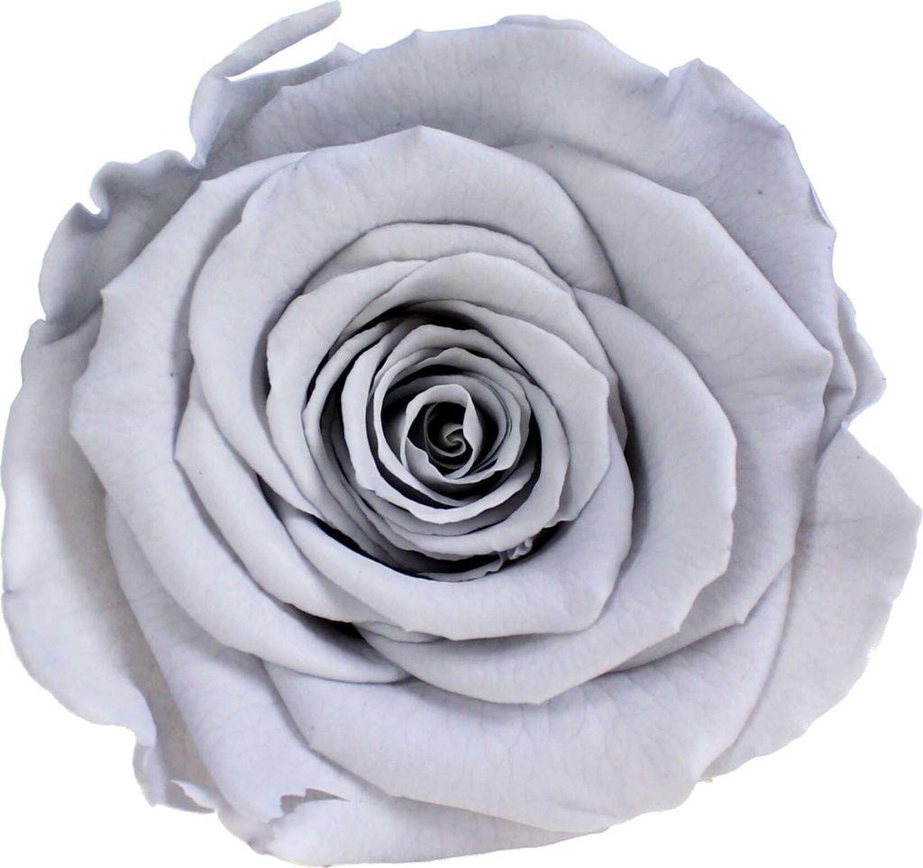 Infinity Rose XL Ø6-7cm konserviert stabilisiert haltbar Rosenkopf ewige Blüte Hellgrau (gry02)