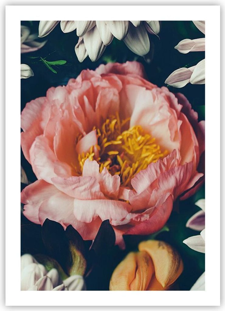 Poster - Poster ohne Rahmen - Blumen Pfingstrose Holzig - 50x70 cm - Wand Bild - Wanddeko - Wandbilder - Kunstposter - Wandposter - Bilder - Kunstd...