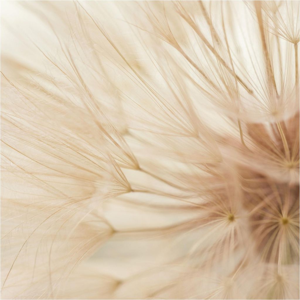 Fototapete Blumen - Vliestapete - Bildtapete UV-beständig Pusteblume beige Landhaus Wandtapete geruchsfrei