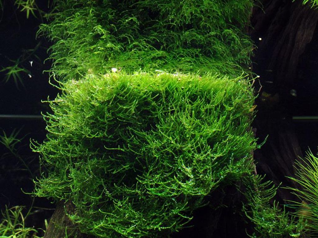 Aquarium Pflanze In Vitro 1 Moos Taxiphyllum barbieri Produktbild 