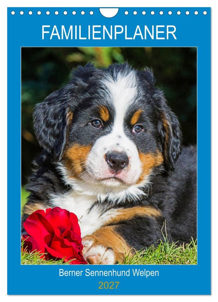 Familienplaner Berner Sennenhund Welpen (Wandkalender 2027 DIN A4 hoch), CALVENDO Monatskalender