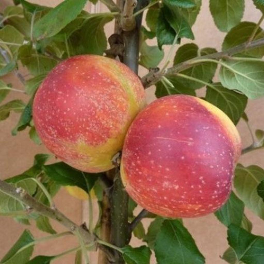 Two apples on a tree branch with green leaves.