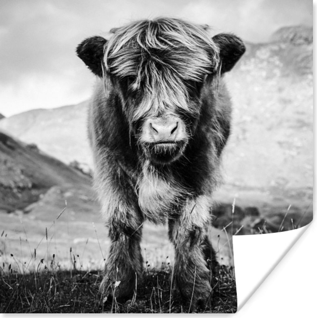 MuchoWow Poster Schottischer Highlander - Berg - Schwarz - Weiß 50x50 cm - Wohnzimmerdekoration