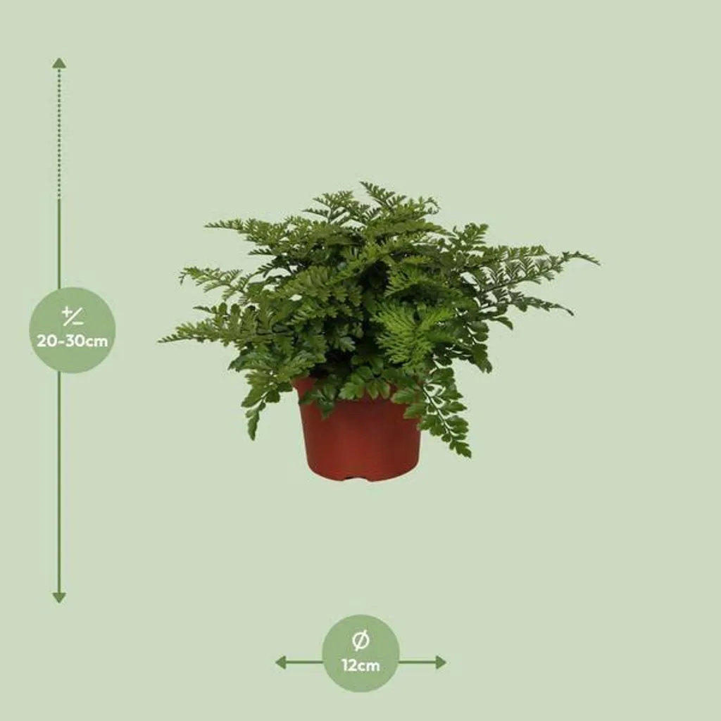 Fougère nid d'oiseau facile d'entretien - Asplenium parvati Ø 12 cm décorative - 2