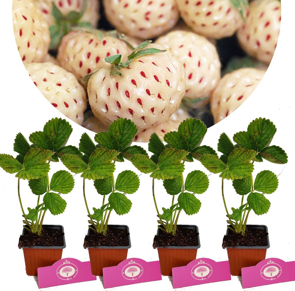 Sada 4 bílých jahod - Fragaria x ananassa Pineberry Snow Obrázek produktu 