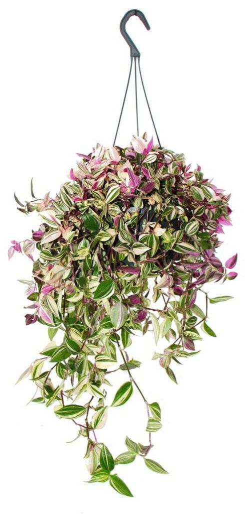 Zimmerpflanze zum Hängen Tradescantia quadricolor Produktbild 