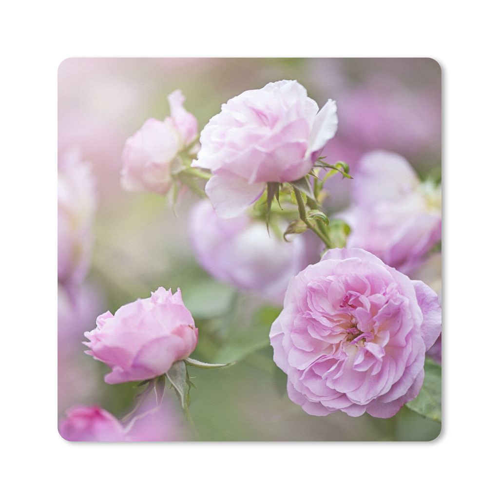 MuchoWow Mauspad Mousepad Pflanzen von rosa Rosen wachsen in der Natur 20x20 cm - Mousepads - Maus Mat - Pad - Mausunterlage - Desk Mat - Bureaua...