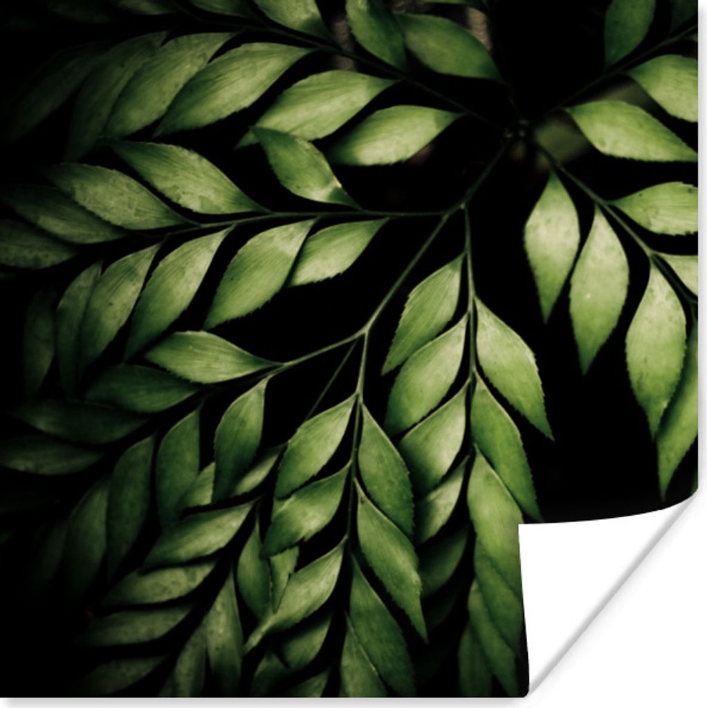 MuchoWow Poster Die Zweige eines Farns vor einem schwarzen Hintergrund 30x30 cm - Wandposter - Printing