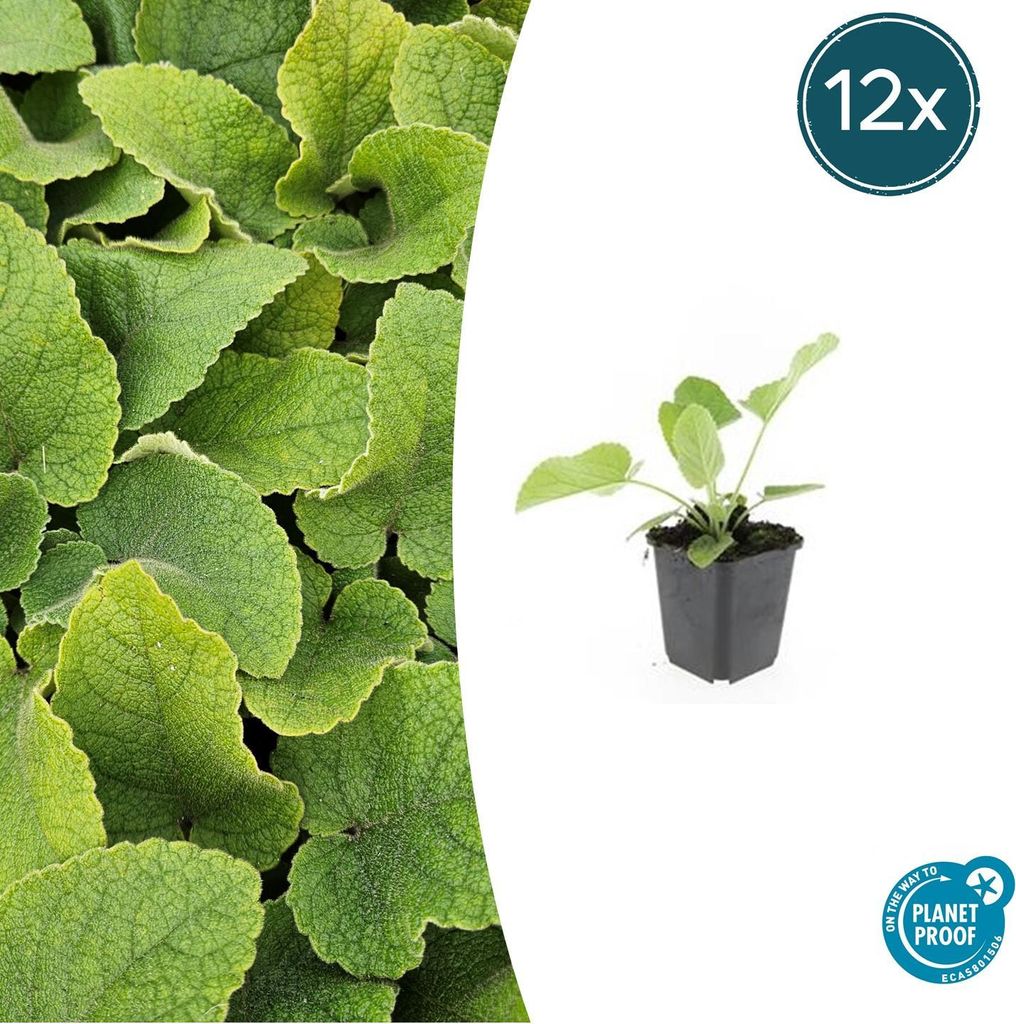 Russel-Brandkraut Phlomis russeliana – 10-25cm – Ø9cm – 12 Pflanzen – Winterhart & Pflegeleicht – Staude für Bienen & Schmetterlinge