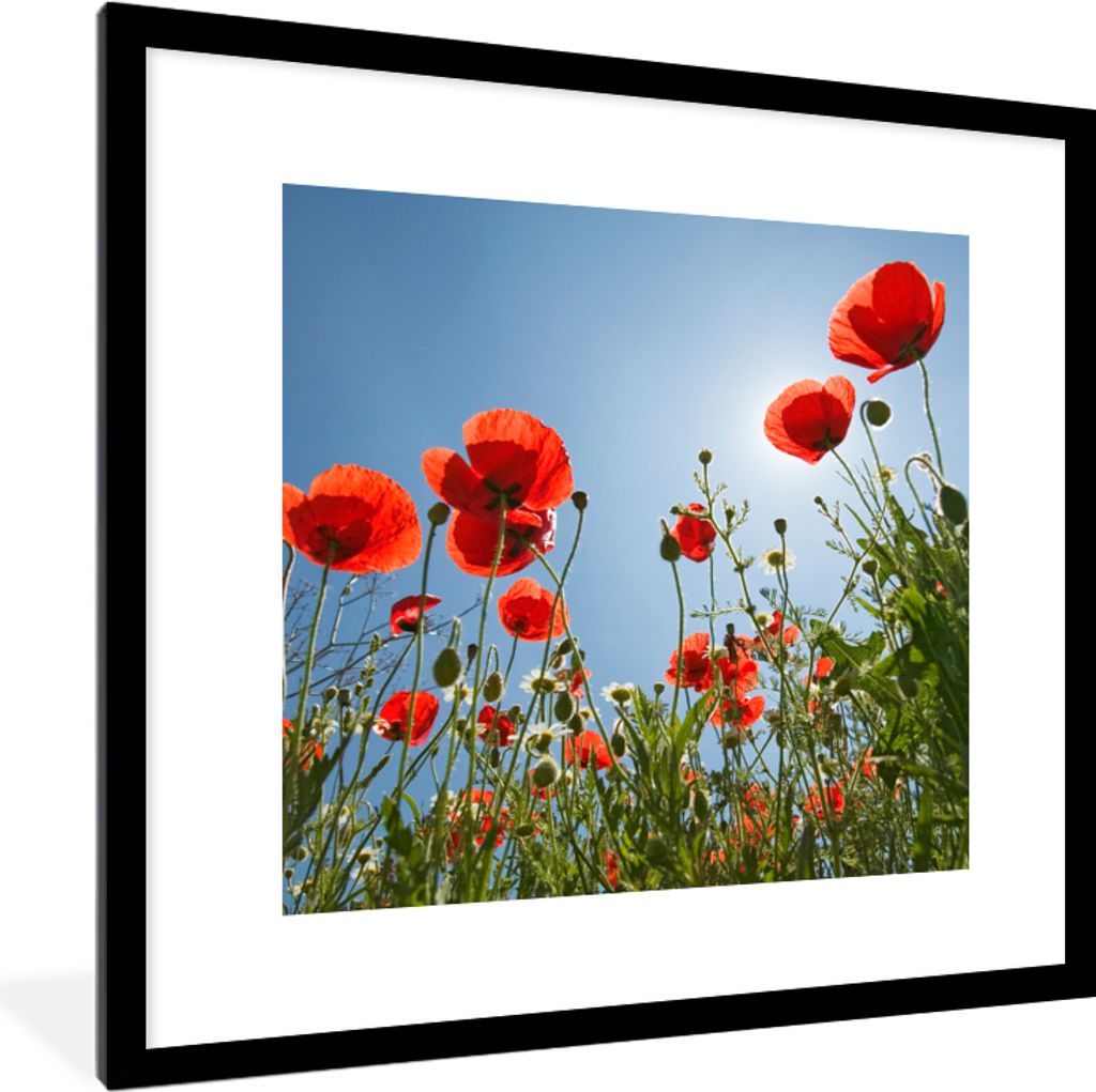 MuchoWow Gerahmtes Poster Strahlende Sonne über einigen Mohnblumen in Spanien 40x40 cm - Poster mit Schwarzem Bilderrahmen Wandposter Rahmen Fot...