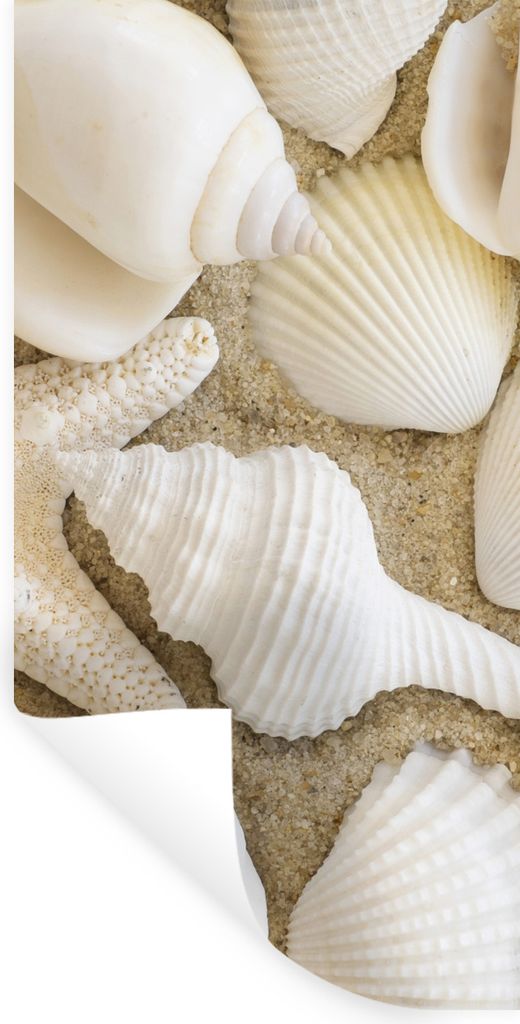 MuchoWow Wandtattoo Wandsticker Wandaufkleber Muschel - Strand - Weiß 80x160 cm Selbstklebend und Repositionierbar - Sticker - Dekorfolie
