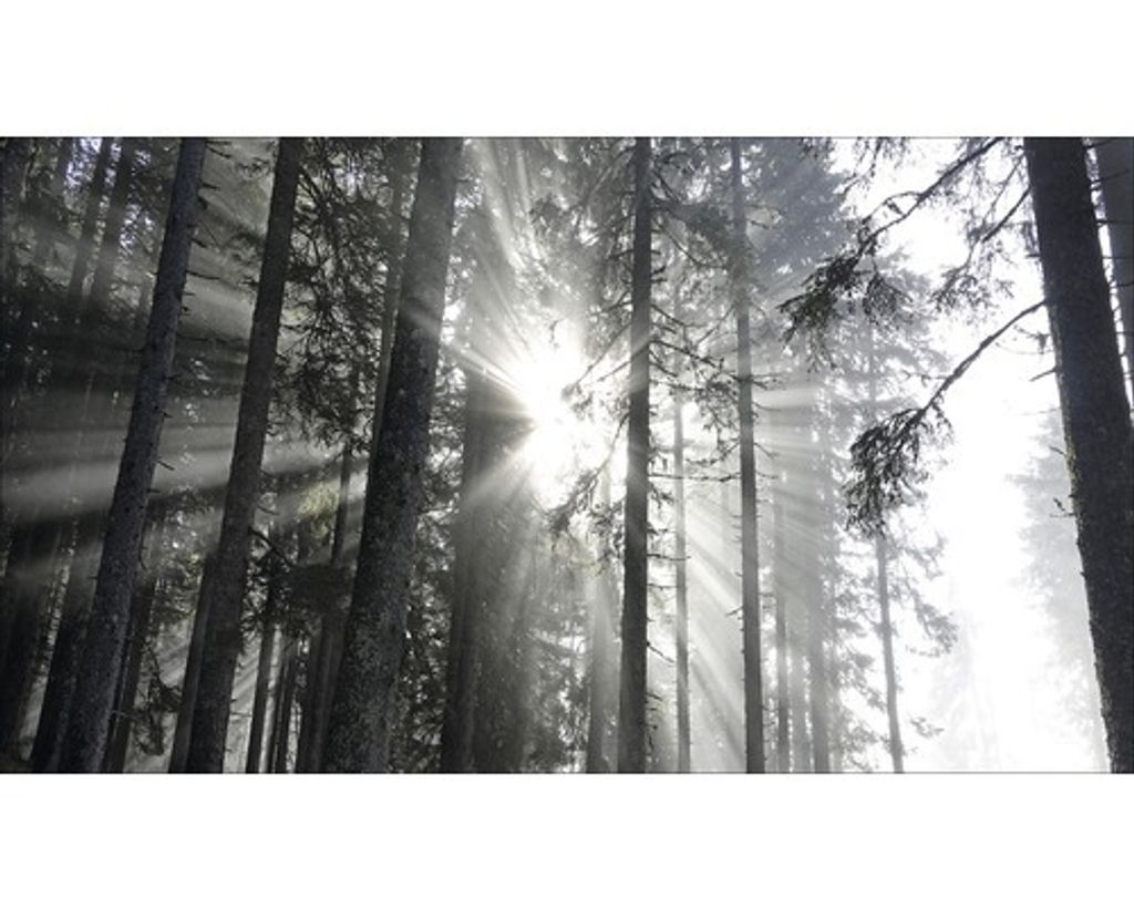 Giclée Leinwandbild Sundrenched Forest IV 120x60 cm
