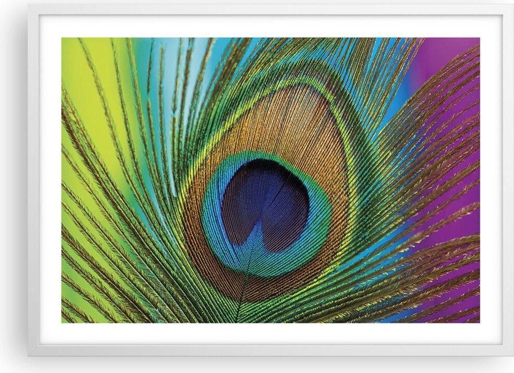 Gerahmtes Poster - Weißer Rahmen - Pfauen Federn Regenbogen - 70x50 cm - Wand Bild - Wanddeko - Wandbilder - Kunstposter - Wandposter - Bilderrahm...