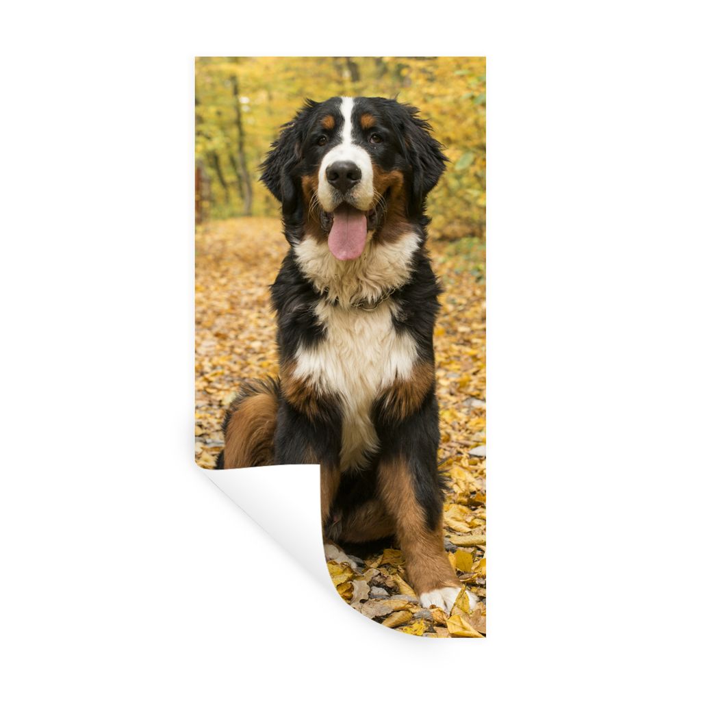 MuchoWow Wandtattoo Wandsticker Wandaufkleber Ein Berner Sennenhund mit schönem Herbstlaub 80x160 cm Selbstklebend und Repositionierbar - Sticke...