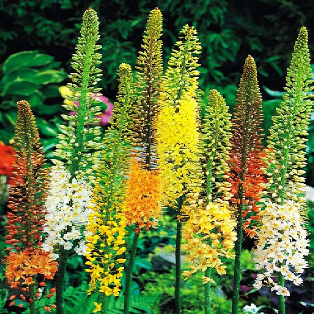 Eremurus candela trapuntata coda del deserto coda di giglio Immagine del prodotto 