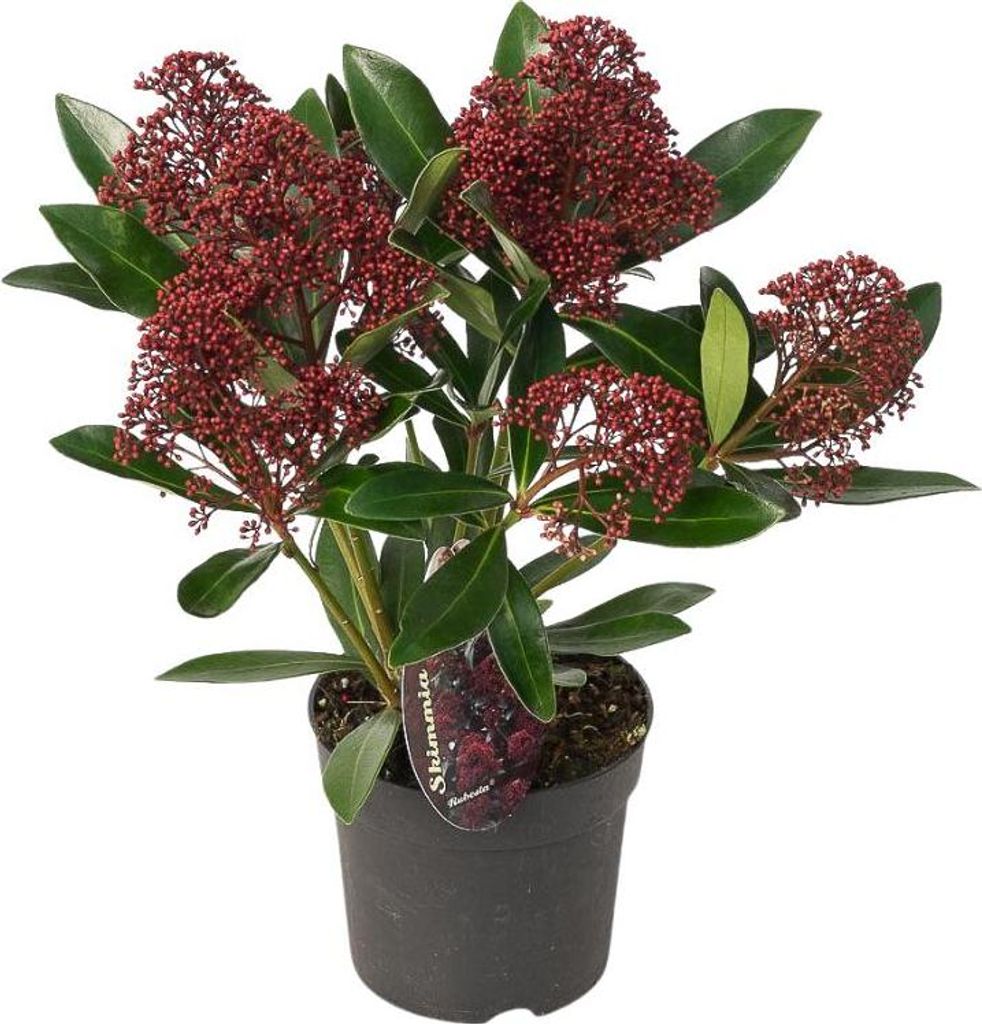 Skimmia Rubella 3er Set – Immergrüne Ziersträucher Ø10,5cm 20–25cm – Winterharte Garten- & Kübelpflanzen mit tiefroten Knospen – Fü...