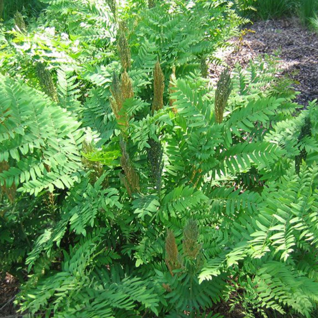 6 x Königsfarn - Osmunda regalis | Topf 9cm x 9cm