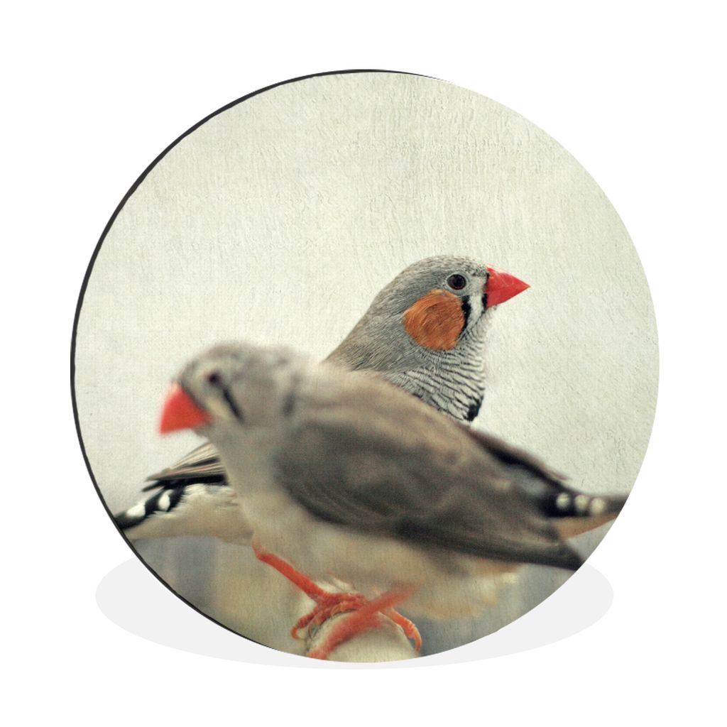 MuchoWow Aluminium Wandkreis Zwei Zebrafinken sitzen nebeneinander Ø 30 cm Wanddeko Modern Wohnzimmer - Wand Bild - Wohnzimmer - Runde Bilder - ...