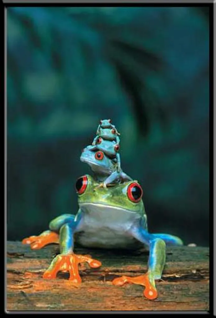 Poster Frogs Famille avec Cadre Shinsuke® Maxi MDF Noir 61x91,5 cm
