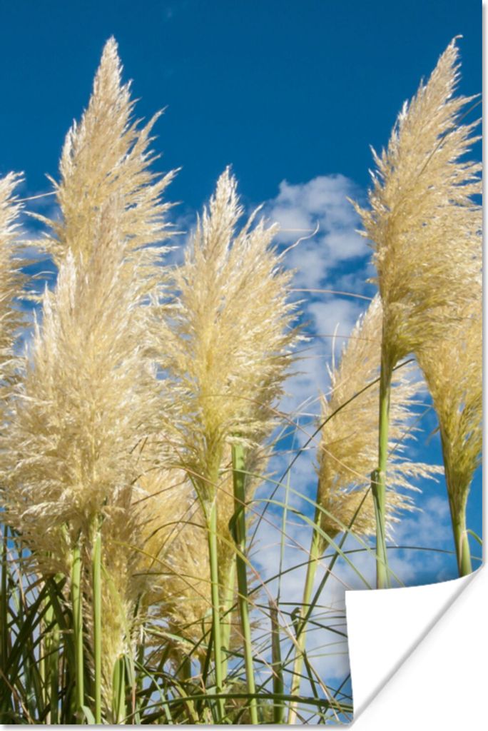 MuchoWow Poster Pampasgras - Pflanze - Natur 20x30 cm - Papierdruck