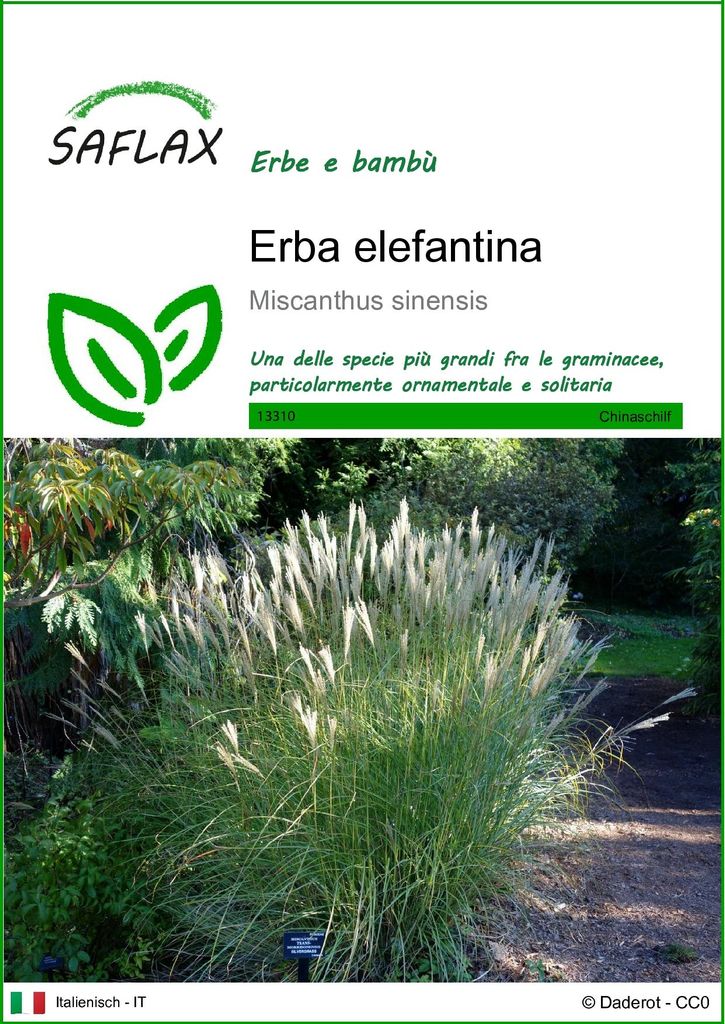 SAFLAX  - Erba elefantina - 200 semi - Miscanthus Immagine del prodotto 