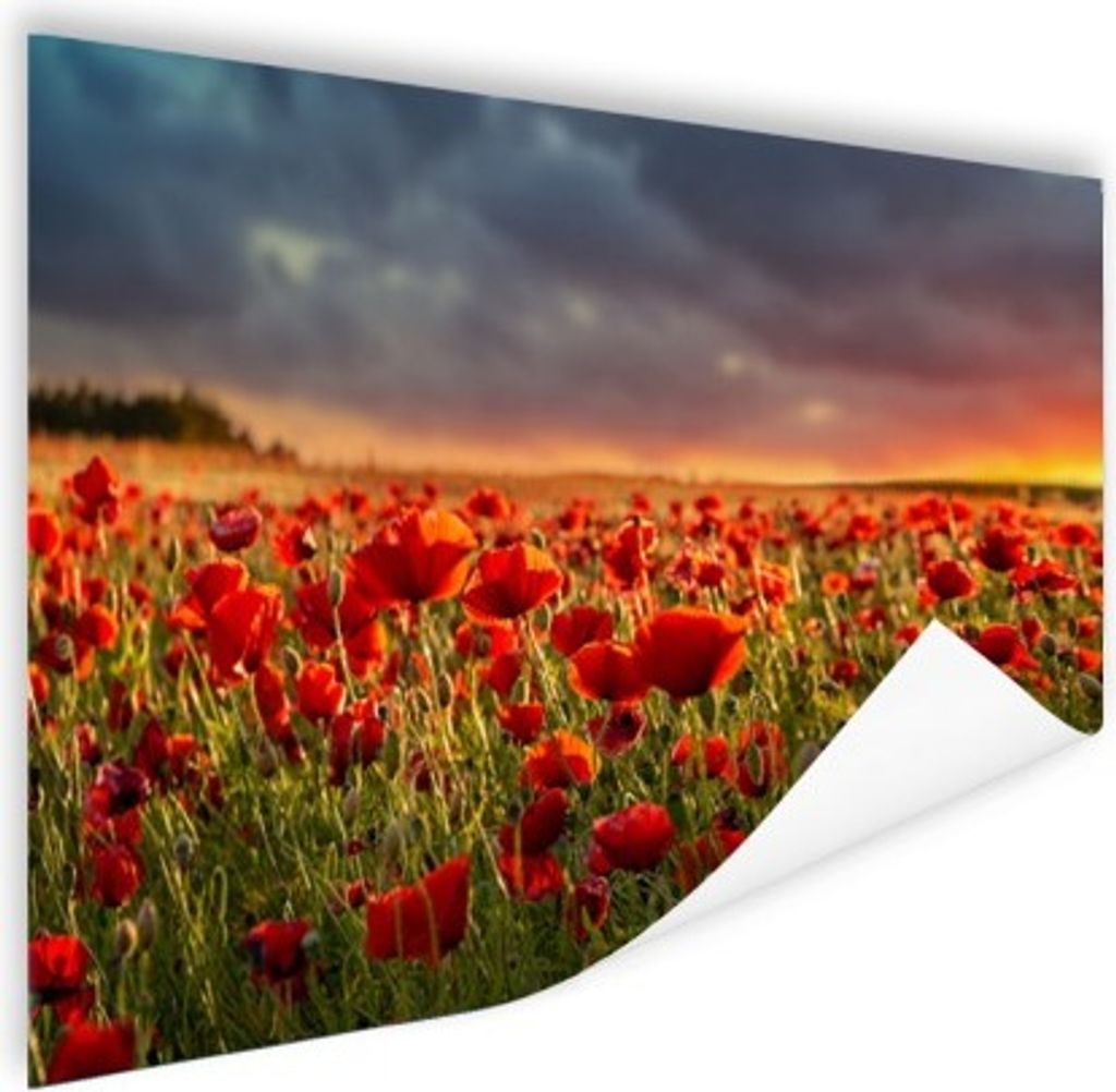 MuchoWow Poster Sonnenuntergang - Mohnblumen - Rot - Blumen - Feld - Natur 180x120 cm - Fotoplakat