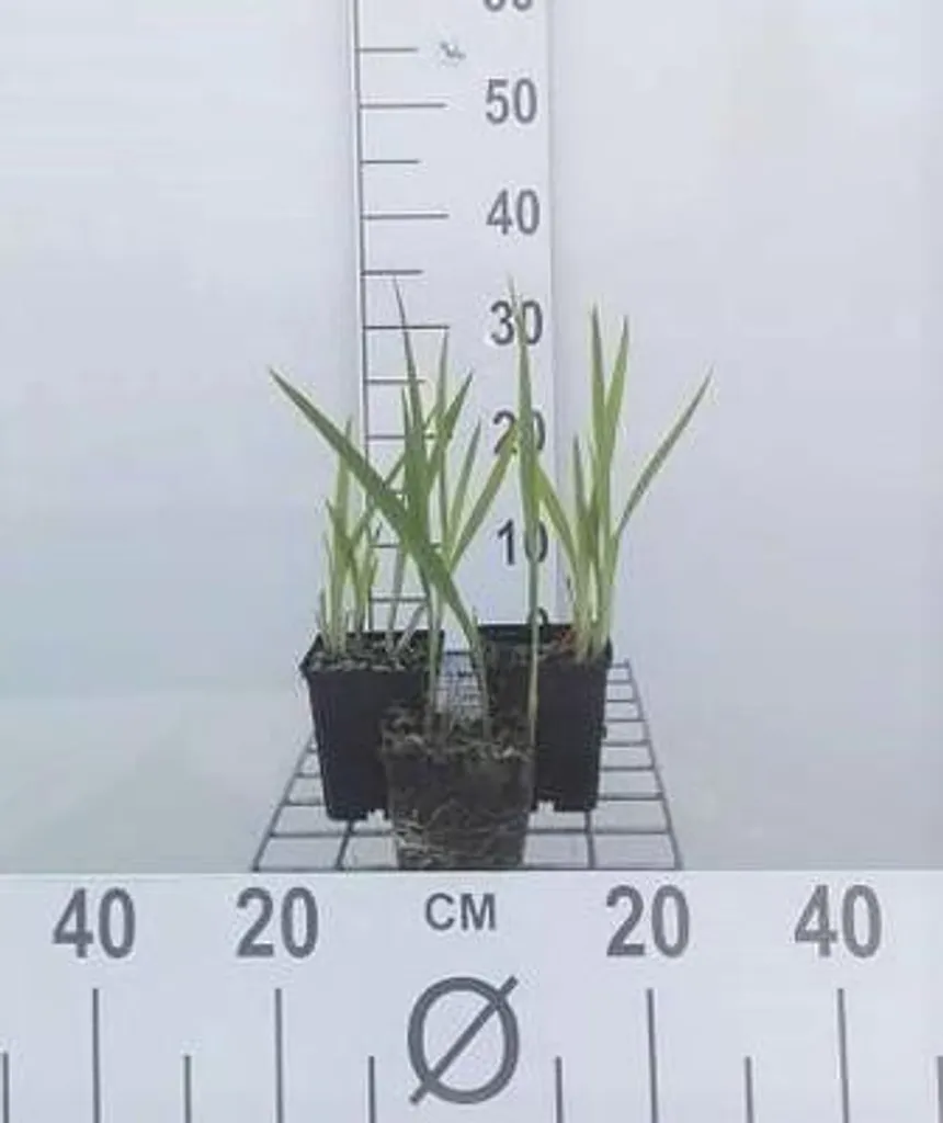 Fleurir un jardin sec avec 6 Crocosmia George Davidson rustiques 9 cm