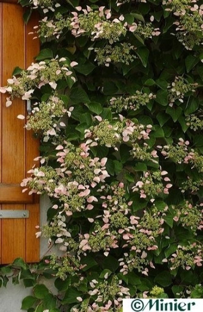 Schizophragma hydrangeoides roseum (60-80 cm) - Produktbild 