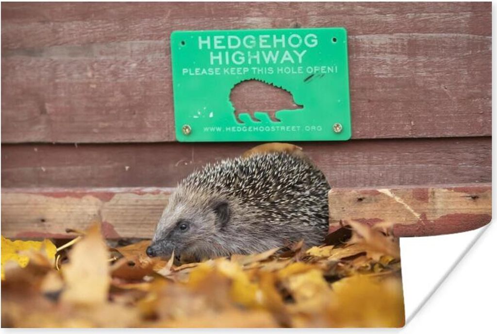 MuchoWow Poster Igel geht durch Zaun 30x20 cm - Plakate - Print