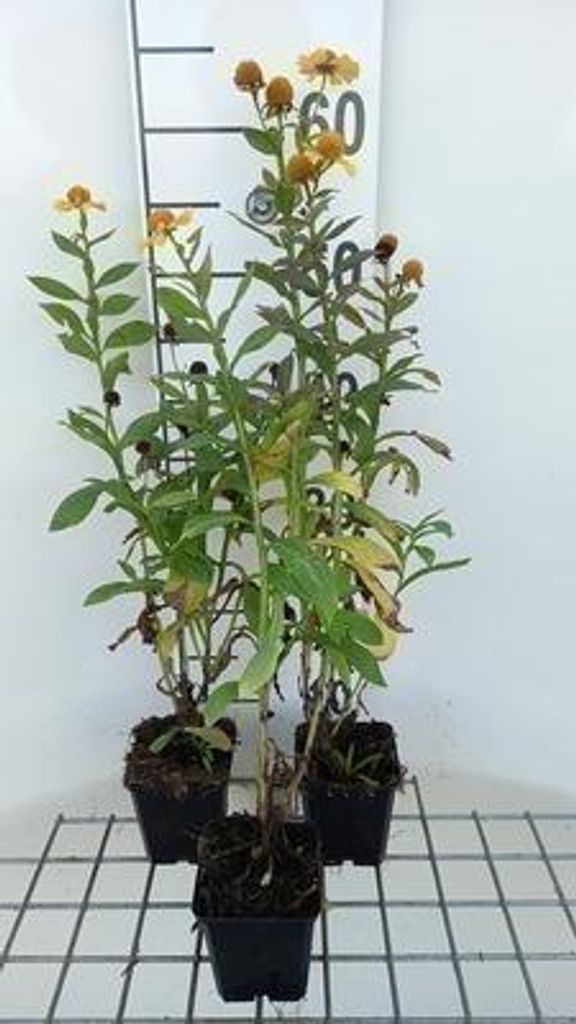 6 x Helenium hybr. 'Kanaria' - Sonnenbraut - Topf 9 x 9 cm